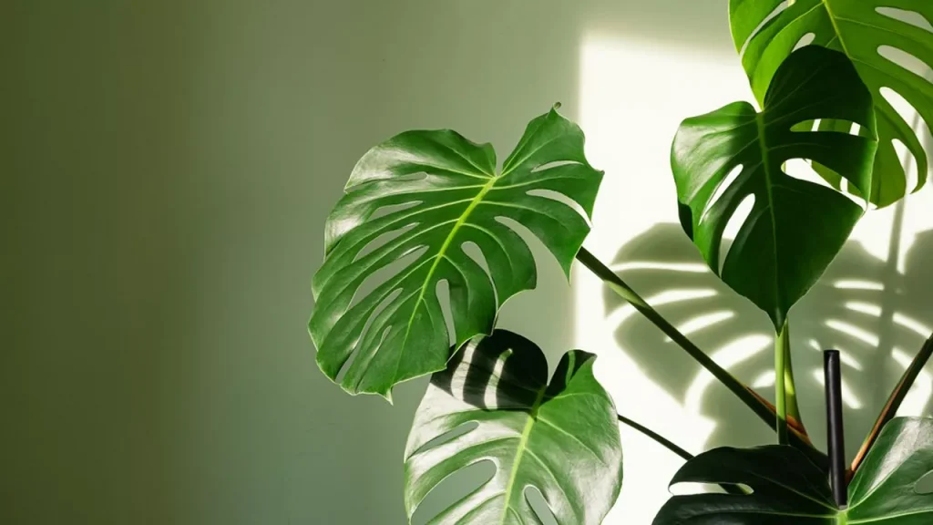 Monstera
